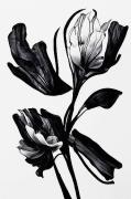 Poster Black Flower