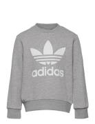 Trefoil Crew Grey Adidas Originals