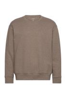 L/S Sweatshirt Brown Calvin Klein